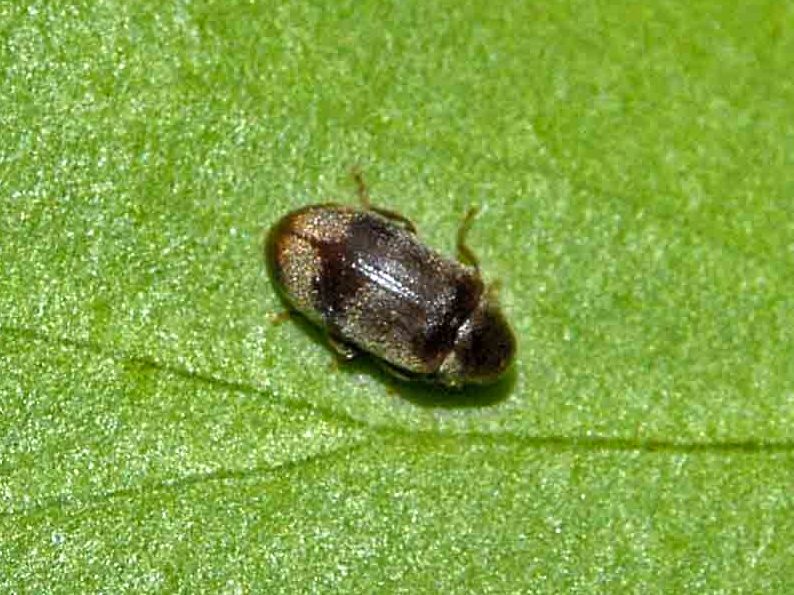 Ochina ptinoides (Anobiidae)